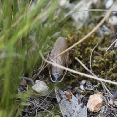 Johnrehnia concisa (A native cockroach) at Illilanga & Baroona - 28 Dec 2017 by Illilanga