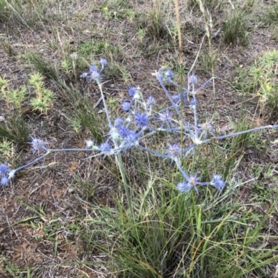 Eryngium ovinum (Blue Devil) at Jerrabomberra, ACT - 1 Jan 2018 by CallumBraeRuralProperty