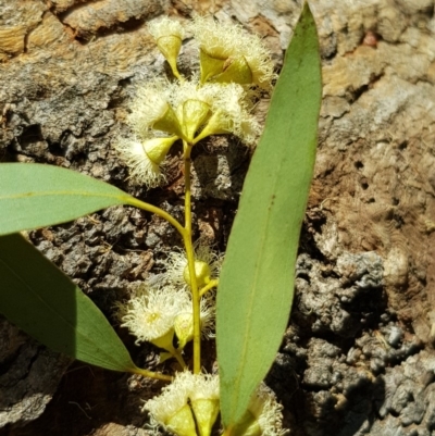 Eucalyptus melliodora (Yellow Box) at Griffith, ACT - 5 Jan 2018 by ianandlibby1