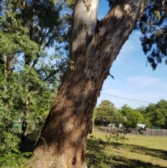 Eucalyptus melliodora at Griffith, ACT - 5 Jan 2018