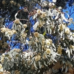 Eucalyptus melliodora at Griffith, ACT - 5 Jan 2018