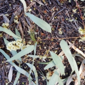 Eucalyptus melliodora at Griffith Woodland - 5 Jan 2018 08:45 AM