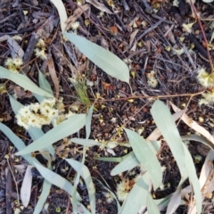 Eucalyptus melliodora at Griffith, ACT - 5 Jan 2018