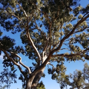 Eucalyptus melliodora at Griffith, ACT - 5 Jan 2018