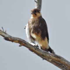Falco berigora (Brown Falcon) at Booth, ACT - 3 Jan 2018 by JohnBundock