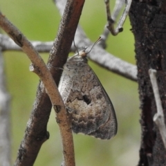 Geitoneura klugii (Marbled Xenica) at Namadgi National Park - 2 Jan 2018 by JohnBundock