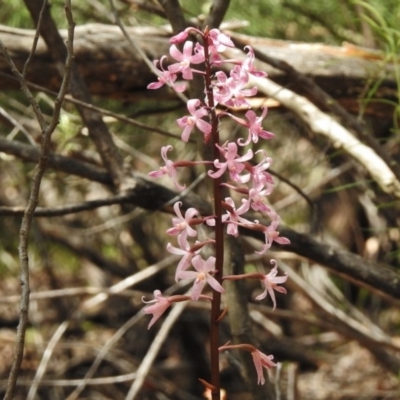 Dipodium roseum (Rosy Hyacinth Orchid) at Tennent, ACT - 2 Jan 2018 by JohnBundock