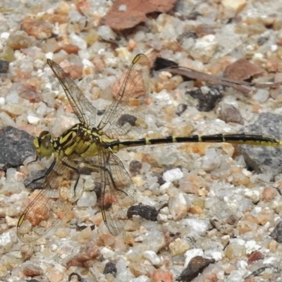 Austrogomphus guerini (Yellow-striped Hunter) at Namadgi National Park - 2 Jan 2018 by JohnBundock