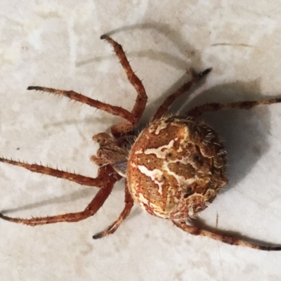 Backobourkia brounii (Broun's orb weaver) at Hughes, ACT - 4 Jan 2018 by ruthkerruish