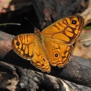 Geitoneura acantha at Tennent, ACT - 3 Jan 2018 09:45 AM