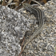 Liopholis whitii (White's Skink) at Tennent, ACT - 3 Jan 2018 by JohnBundock