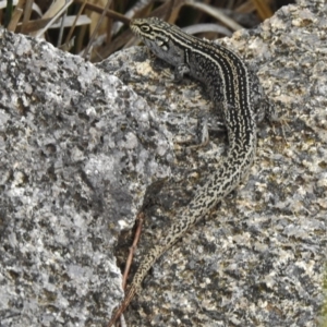 Liopholis whitii at Tennent, ACT - 3 Jan 2018 12:41 PM