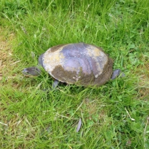 Chelodina longicollis at Symonston, ACT - 3 Oct 2016