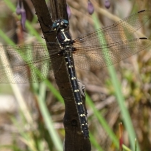 Eusynthemis guttata at Paddys River, ACT - 4 Jan 2018