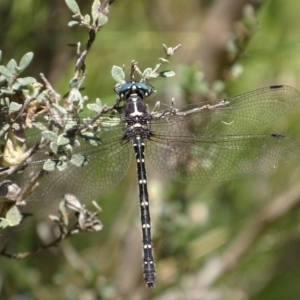 Eusynthemis guttata at Paddys River, ACT - 4 Jan 2018 01:12 PM