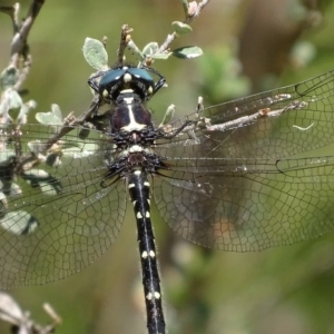 Eusynthemis guttata at Paddys River, ACT - 4 Jan 2018