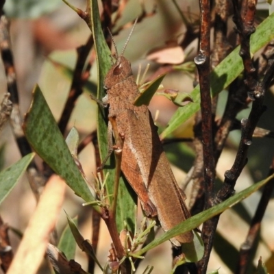 Goniaea sp. (genus) (A gumleaf grasshopper) at Namadgi National Park - 3 Jan 2018 by JohnBundock