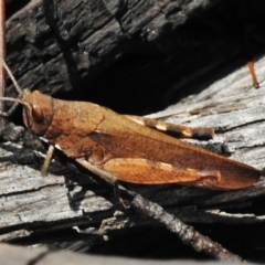 Goniaea sp. (genus) at Tennent, ACT - 3 Jan 2018 12:55 PM