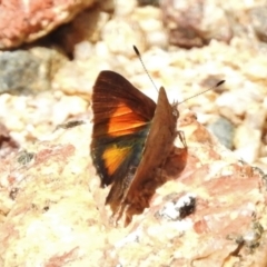 Paralucia aurifera (Bright Copper) at Tennent, ACT - 3 Jan 2018 by JohnBundock