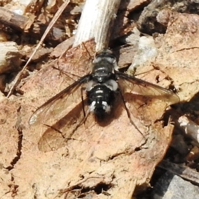 Thraxan sp. (genus) (A bee fly) at Namadgi National Park - 3 Jan 2018 by JohnBundock