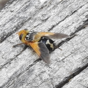 Microtropesa sp. (genus) at Tennent, ACT - 3 Jan 2018 10:38 AM