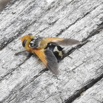 Microtropesa sp. (genus) (Tachinid fly) at Namadgi National Park - 2 Jan 2018 by JohnBundock