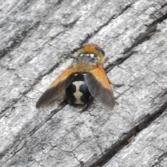 Microtropesa sp. (genus) at Tennent, ACT - 3 Jan 2018 10:38 AM