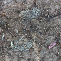 Pheidole sp. (genus) (Seed-harvesting ant) at Hughes Garran Woodland - 4 Jan 2018 by ruthkerruish