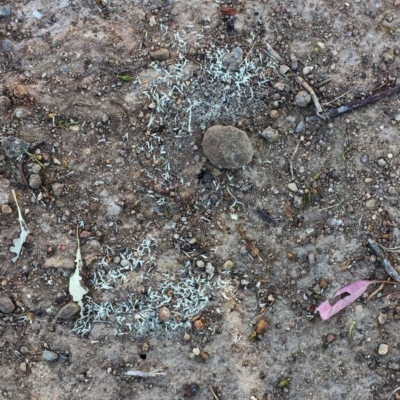 Pheidole sp. (genus) (Seed-harvesting ant) at Hughes, ACT - 5 Jan 2018 by ruthkerruish