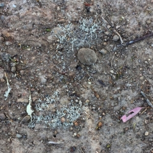 Pheidole sp. (genus) at Hughes, ACT - 5 Jan 2018