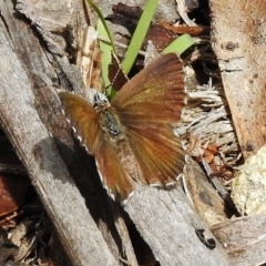 Neolucia agricola (Fringed Heath-blue) at Namadgi National Park - 2 Jan 2018 by JohnBundock