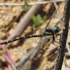 Eusynthemis guttata (Southern Tigertail) at Tennent, ACT - 2 Jan 2018 by JohnBundock