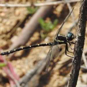 Eusynthemis guttata at Tennent, ACT - 3 Jan 2018