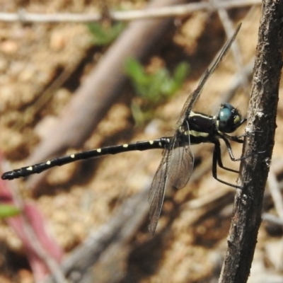 Eusynthemis guttata (Southern Tigertail) at Tennent, ACT - 3 Jan 2018 by JohnBundock