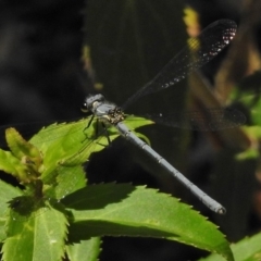 Griseargiolestes intermedius at Tennent, ACT - 3 Jan 2018