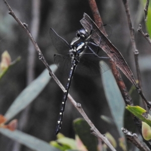 Eusynthemis guttata at Tennent, ACT - 3 Jan 2018 11:30 AM