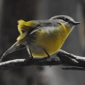 Eopsaltria australis at Tennent, ACT - 3 Jan 2018 12:14 PM