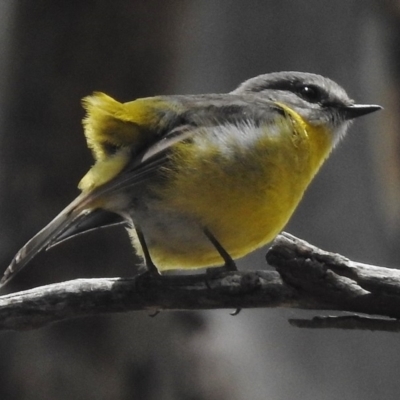 Eopsaltria australis (Eastern Yellow Robin) at Tennent, ACT - 3 Jan 2018 by JohnBundock