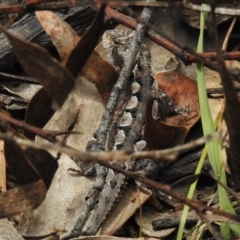 Rankinia diemensis (Mountain Dragon) at Tennent, ACT - 3 Jan 2018 by JohnBundock