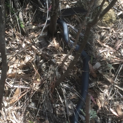 Pseudechis porphyriacus (Red-bellied Black Snake) at Paddys River, ACT - 3 Jan 2018 by Deanoe