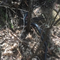 Pseudechis porphyriacus at Paddys River, ACT - 3 Jan 2018