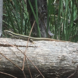 Eulamprus heatwolei at Paddys River, ACT - 3 Jan 2018