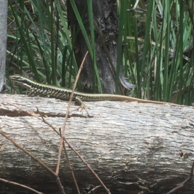 Eulamprus heatwolei (Yellow-bellied Water Skink) at Tidbinbilla Nature Reserve - 3 Jan 2018 by Deanoe