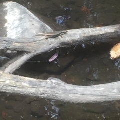 Eulamprus heatwolei at Paddys River, ACT - 3 Jan 2018