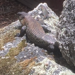 Egernia cunninghami (Cunningham's Skink) at Tidbinbilla Nature Reserve - 3 Jan 2018 by Deanoe