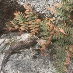 Egernia cunninghami at Paddys River, ACT - 3 Jan 2018