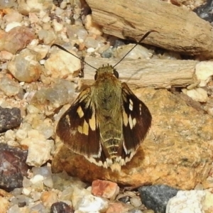 Trapezites eliena at Tennent, ACT - 3 Jan 2018