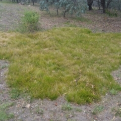 Carex sp. (A Sedge) at Bruce, ACT - 3 Jan 2018 by michelle.nairn