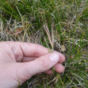 Carex sp. at Bruce, ACT - 3 Jan 2018 01:47 PM