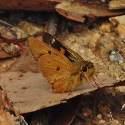 Trapezites eliena (Orange Ochre) at Namadgi National Park - 3 Jan 2018 by JohnBundock